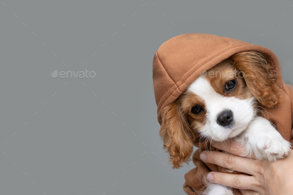 Close-up portrait of a cute puppy wearing a brown hoodie. Autumn and winter clothes for pets