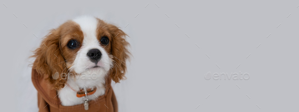 Banner. Close-up portrait of a cute puppy wearing a brown hoodie. Autumn and winter clothes for pets