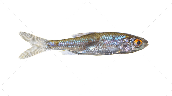 Sunbleak or belica freshwater fish isolated - Stock Photo - Images