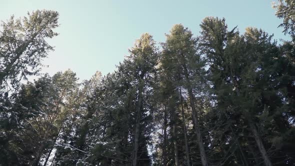 Trees in the forest alt