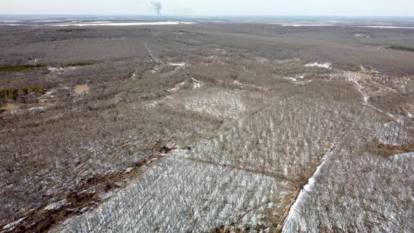 Deciduous Forest in Winter Aerial View