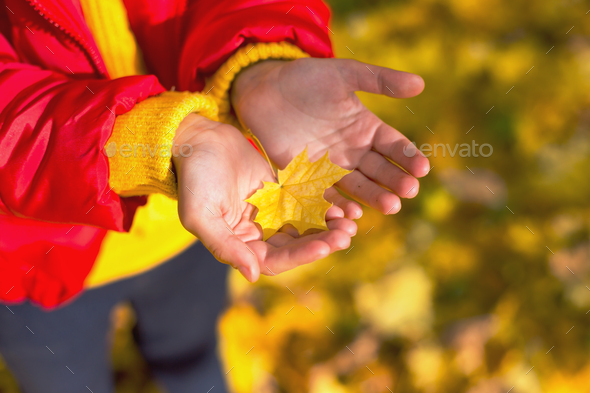 Dry yellow maple leaf in children\'s palms - autumn mood, change of season