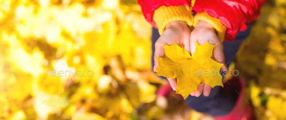 Dry yellow maple leaf in children's palms - autumn mood, change of season