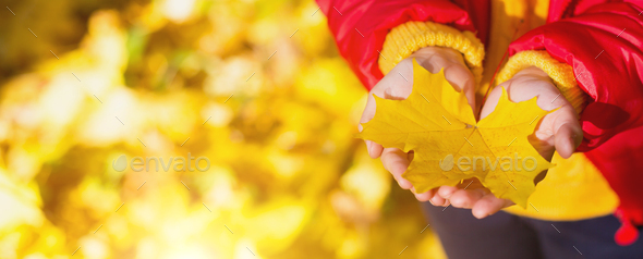 Dry yellow maple leaf in children\'s palms - autumn mood, change of season