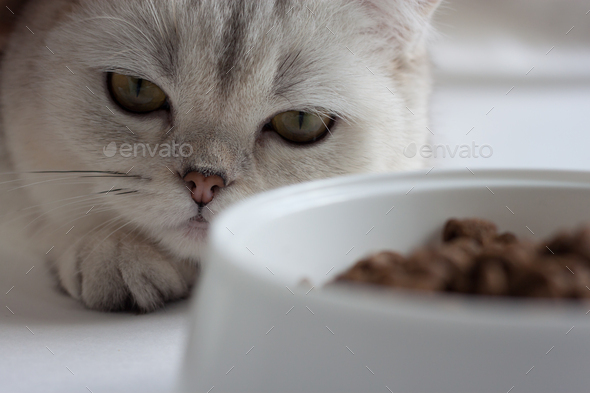 The cat is lying near a bowl of food.