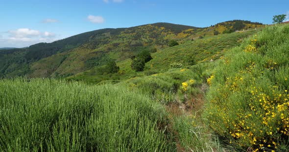 Col de la Croix de Berthel, Pont de Montvert, Mont Lozere, Lozere, France alt
