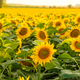 Bright sunflower with yellow petals grows in rural field - PhotoDune Item for Sale