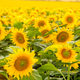 Blooming sunflowers with bright yellow petals grow in field - PhotoDune Item for Sale