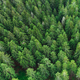 Aerial view of tops of summer green and young pine trees in the forest - PhotoDune Item for Sale