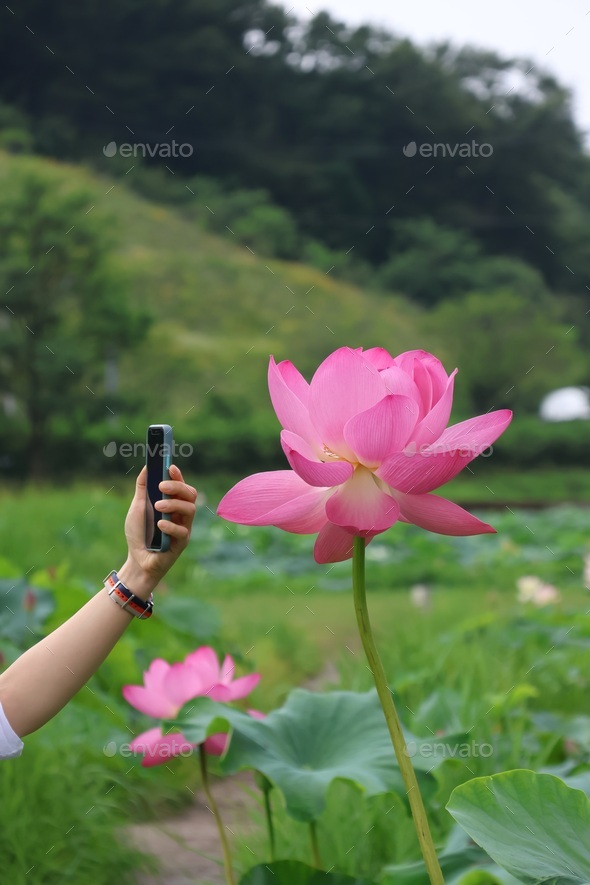 Take a picture of a lotus - Stock Photo - Images