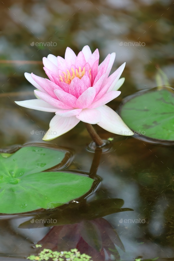Lotus - Stock Photo - Images