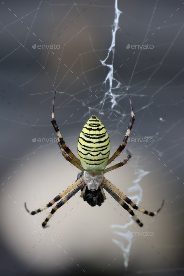 spider and cobweb - Stock Photo - Images