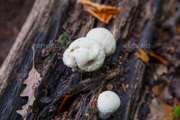 Common puffball mushrooms growing on a rotting tree trunk - Stock Photo - Images
