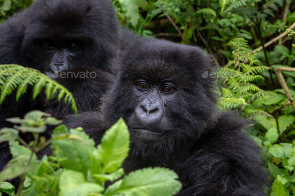 A group of mountain gorillas in Rwanda