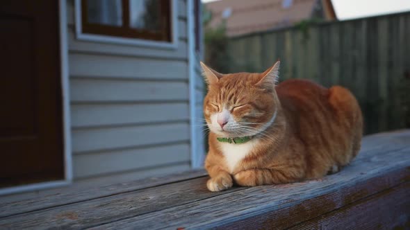Ginger Cat Is Resting Sitting on a Wooden Porch Eyes Closed alt