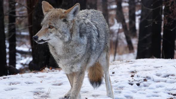 Wild Wolf Coyote or Coywolf Winter Snowy Fores California Wildlife Fauna USA alt