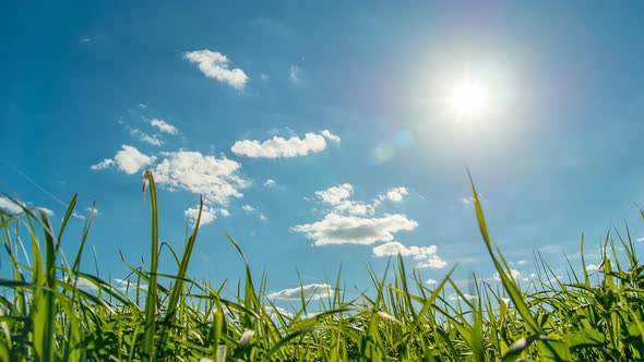 Green field and sky blue with white clouds. Timelapse
