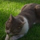 White Tabby Domestic Cat Catching Its Prey on the Green Grass Lawn in the Garden - VideoHive Item for Sale