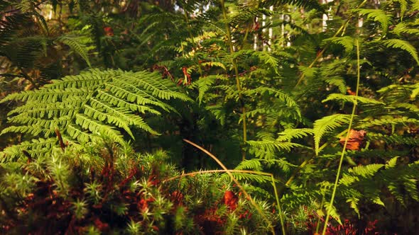 Growing Fern in a Dense Forest at Sunset