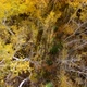 Straight down aerial view of an aspen grove in autumn with yellow golden leaves