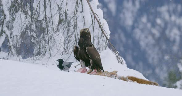 Large and Aggressive Eagle Scares Away Another Eagle From Food in the Mountains at Winter