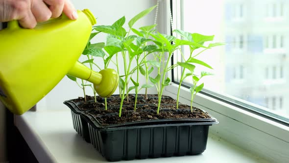 Elderly Woman Watering Pepper Seedlings with Water Standing at Home on Window