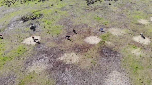 Aerial view of Grassland with Horses