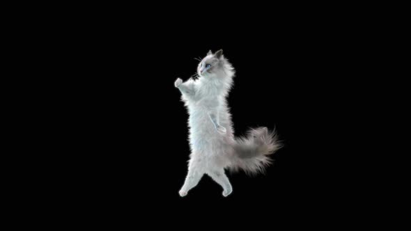 Cat Dancing HD alt