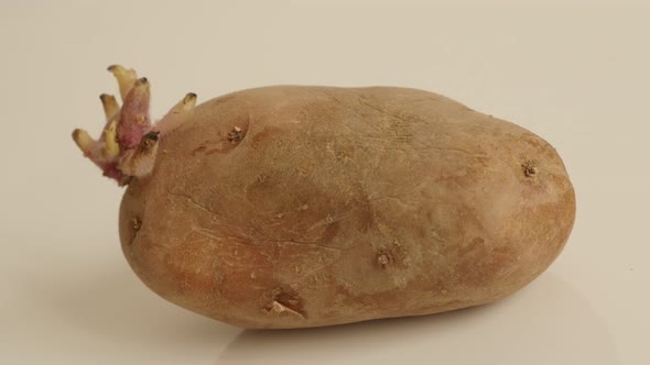 Tubers on organic potato slow pan 4K 2160p 30fps UltraHD footage - Healthy Solanum tuberosum vegetab