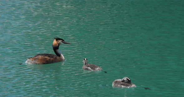 Great crested grebe with juveniles, (Podiceps cristatus), lake of Annecy, France alt