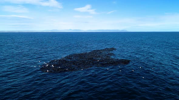 Aerial - Low fly-over over massive flock of cormorants floating in the open ocean alt