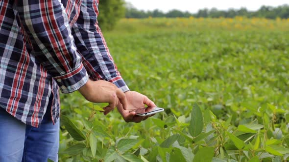 A farmer with a digital tablet works on a soybean smart farm. Agriculture concept. alt