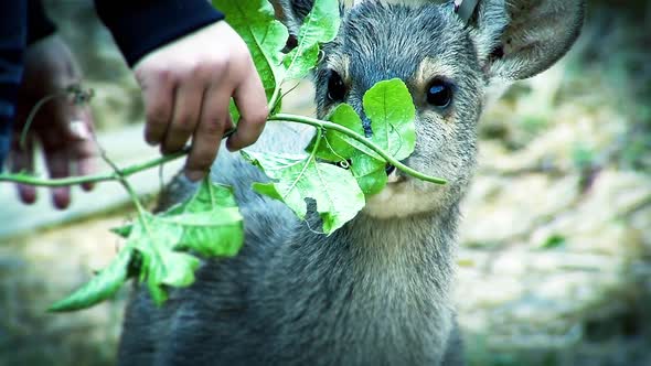 Pampas Deer eating Leaves. alt