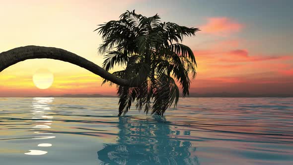 Sunset in the tropics and a palm tree bent over the sea.