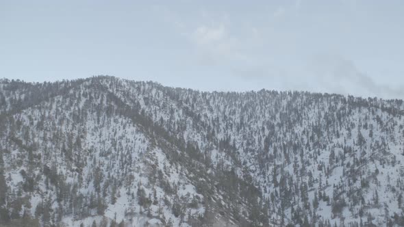 Winter Snowy Forest in the Mountains alt