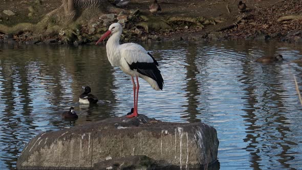 Stork (Ciconia ciconia) standing on a rock