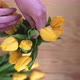 Closeup  the Person Puts Flowers in a Vase - VideoHive Item for Sale
