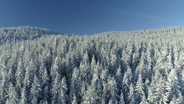 Aerial View of the Snow-covered Spruce Forest