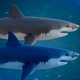 Shark Loop Swimming 2 version - VideoHive Item for Sale