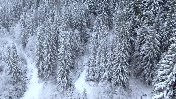 Drone Flying Above Mountain Forest Covered in Snow