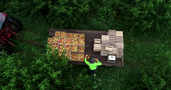 Aerial view looking straight down and orbiting as a farmer empties his basket of peaches into a bin alt