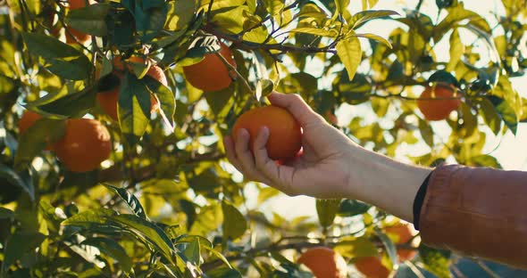 Hand is Peeling a Fresh Orange Fruit From the Tree in the Countryside alt