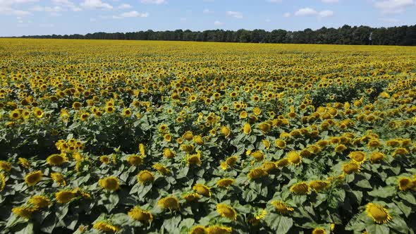 Aerial View of a Field with Sunflowers alt