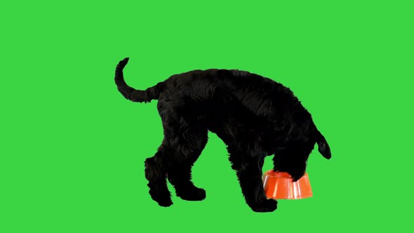 Giant Schnauzer Eating From a Bowl on a Green Screen Chroma Key