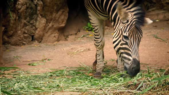 Zebra Eating Plants In Reserve by RockfordMedia | VideoHive