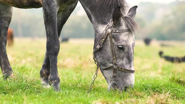 Beautiful gray horse grazing in summer field. Green pasture with feeding farm stallion. alt