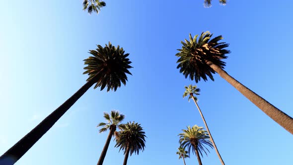 Rows a palm trees in Beverly Hills California alt