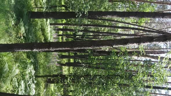 Vertical Video Aerial View Inside a Green Forest with Trees in Summer alt