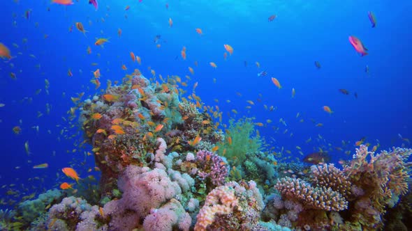 Tropical Colorful Underwater Seascape, Stock Footage | VideoHive