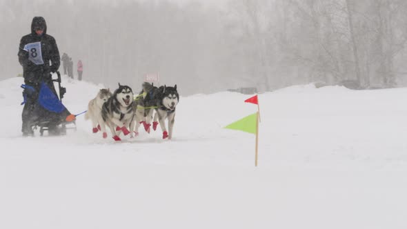 Team of Husky Sled Dogs with Dog-driver alt